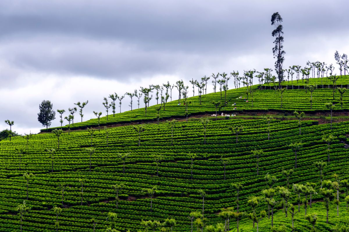 4 Days Ooty Mysore Isha Group Trip from Hyderabad poster